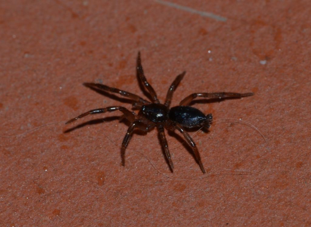 Ragno con filiere da ID-forse Gnaphosidae